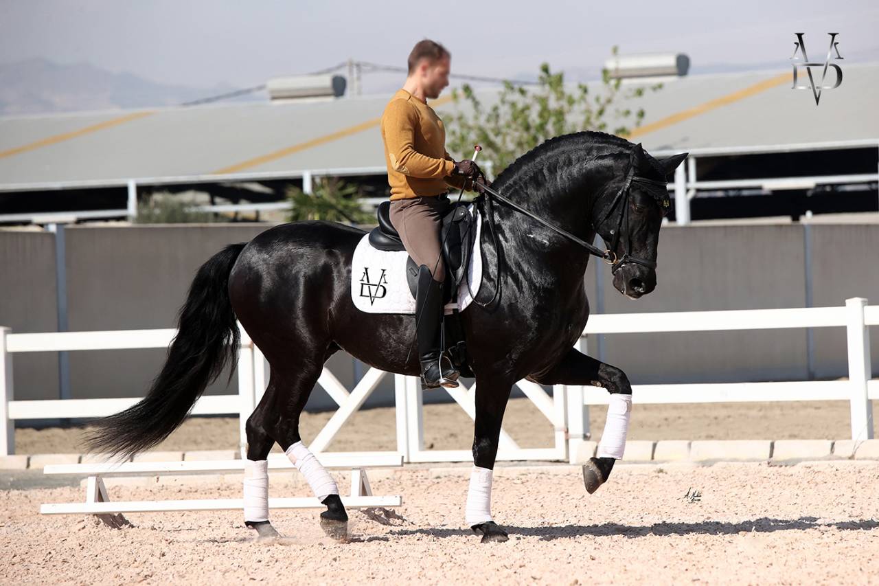 Barquero JF IV - PRE Pura Raza Española 2014 por ESCOGIDO J F