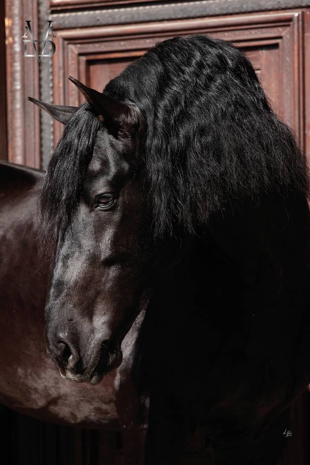 Barquero JF IV - PRE Pura Raza Española 2014 por ESCOGIDO J F