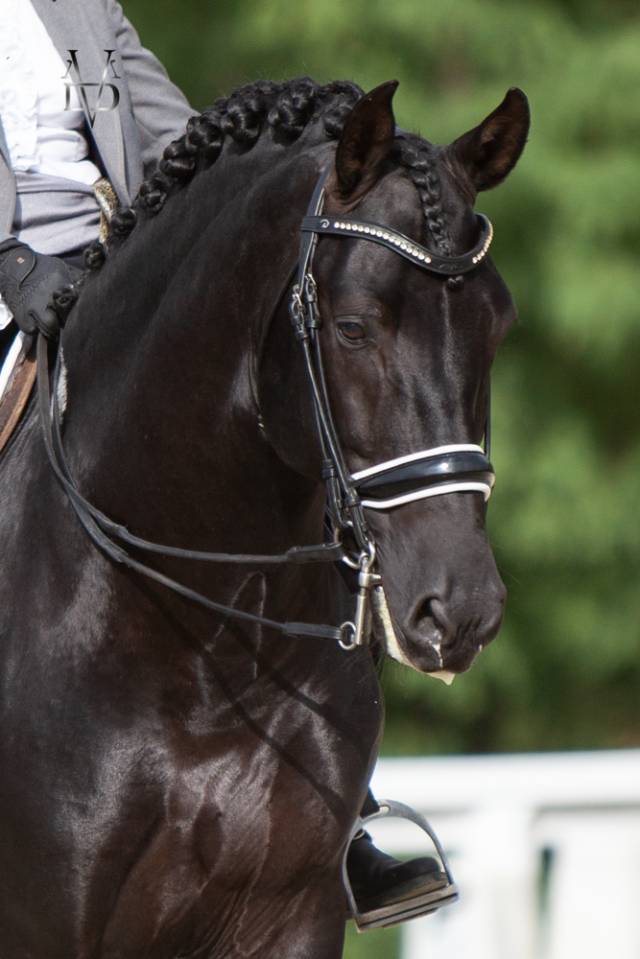 Barquero JF IV - PRE Pura Raza Española 2014 por ESCOGIDO J F