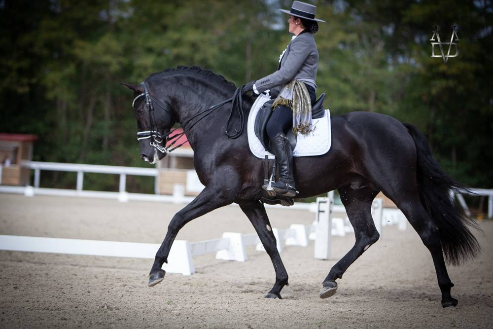 Barquero JF IV - PRE Pura Raza Española 2014 por ESCOGIDO J F