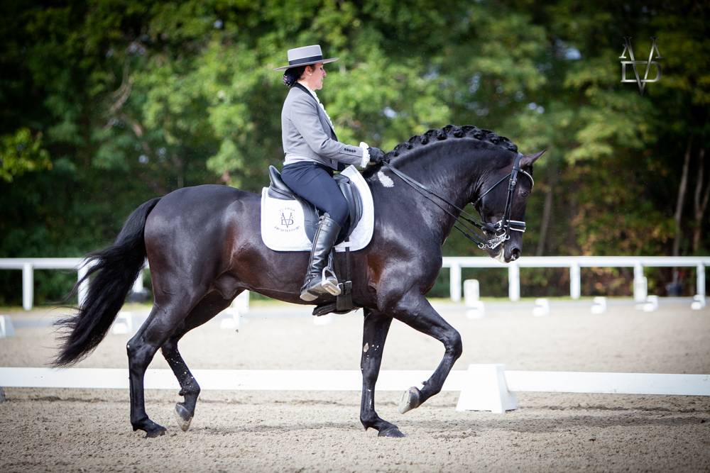 Barquero JF IV - PRE Pura Raza Española 2014 por ESCOGIDO J F