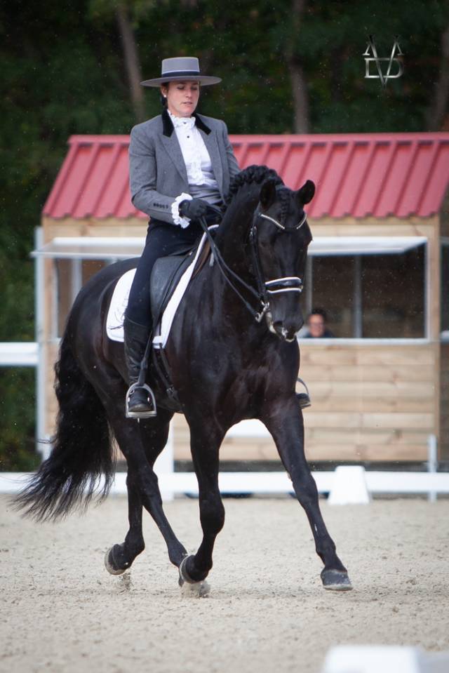 Barquero JF IV - PRE Pura Raza Española 2014 por ESCOGIDO J F