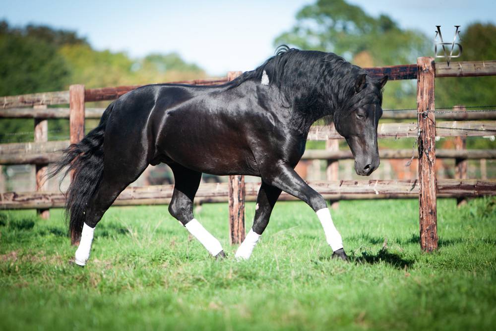 Barquero JF IV - PRE Pura Raza Española 2014 por ESCOGIDO J F