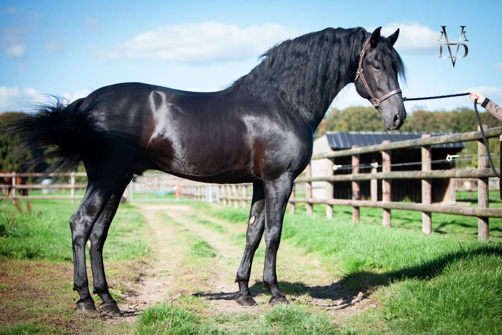 Barquero JF IV - PRE Pura Raza Española 2014 por ESCOGIDO J F