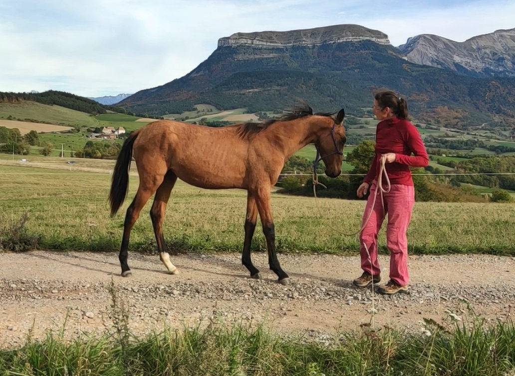 Yegua Akhal Teke En venta 2019 Bayo por Kemput AT