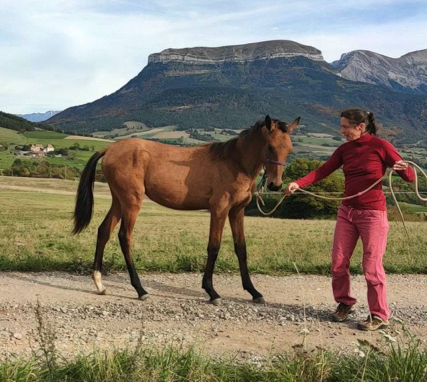 Yegua Akhal Teke En venta 2019 Bayo por Kemput AT
