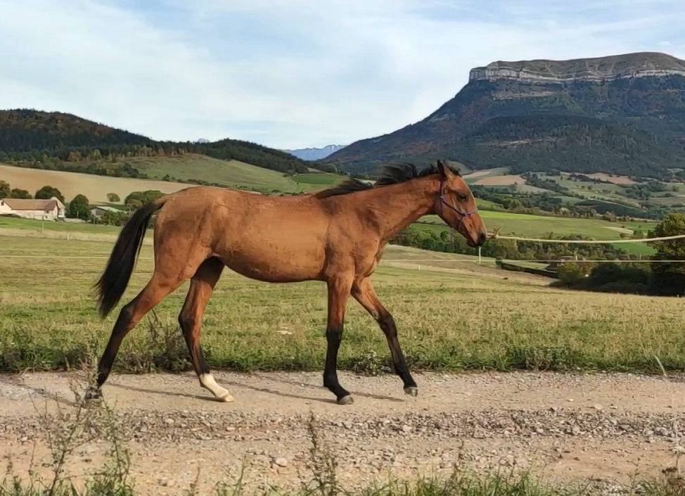 Yegua Akhal Teke En venta 2019 Bayo por Kemput AT