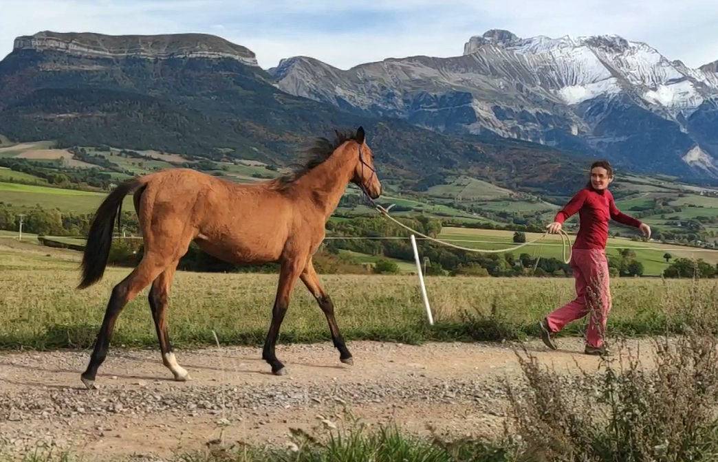 Yegua Akhal Teke En venta 2019 Bayo por Kemput AT