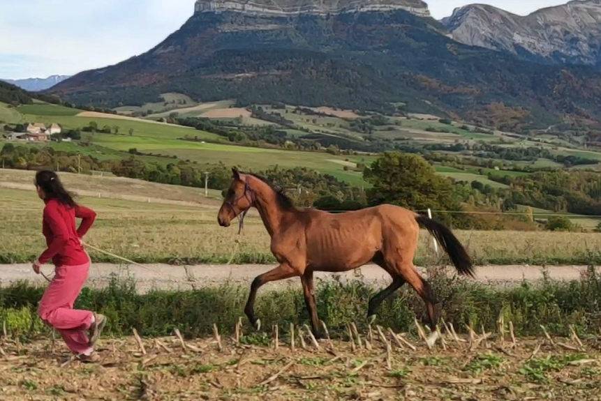 Yegua Akhal Teke En venta 2019 Bayo por Kemput AT