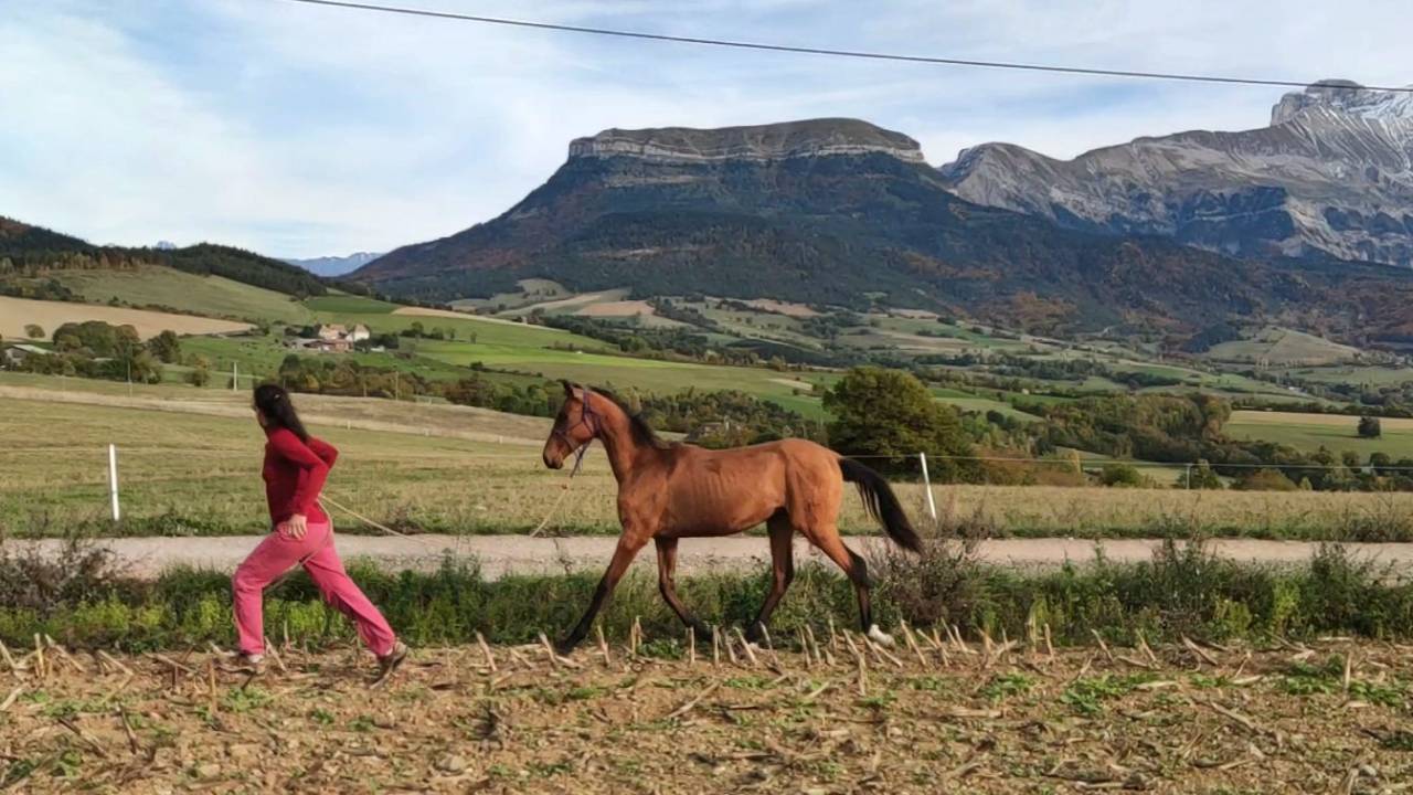 Yegua Akhal Teke En venta 2019 Bayo por Kemput AT