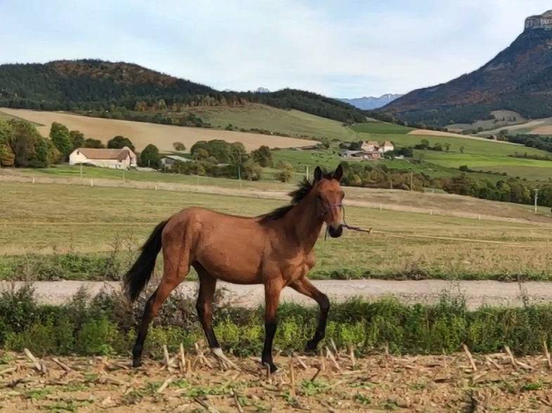 Yegua Akhal Teke En venta 2019 Bayo por Kemput AT