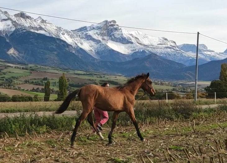 Yegua Akhal Teke En venta 2019 Bayo por Kemput AT