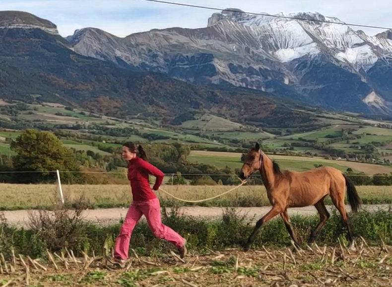 Yegua Akhal Teke En venta 2019 Bayo por Kemput AT