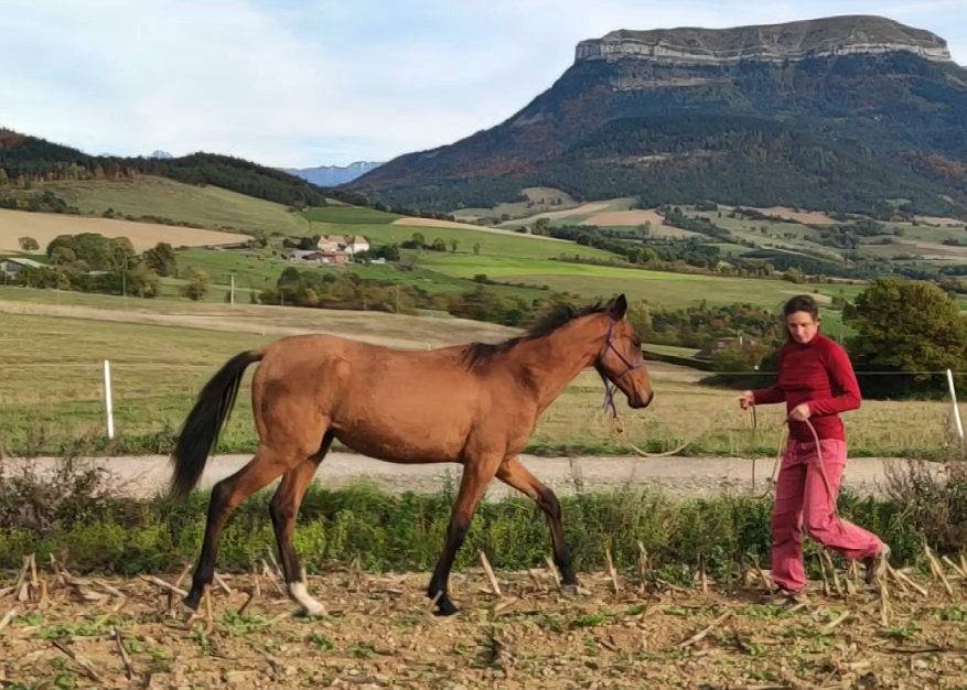 Yegua Akhal Teke En venta 2019 Bayo por Kemput AT