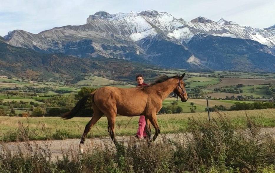 Yegua Akhal Teke En venta 2019 Bayo por Kemput AT