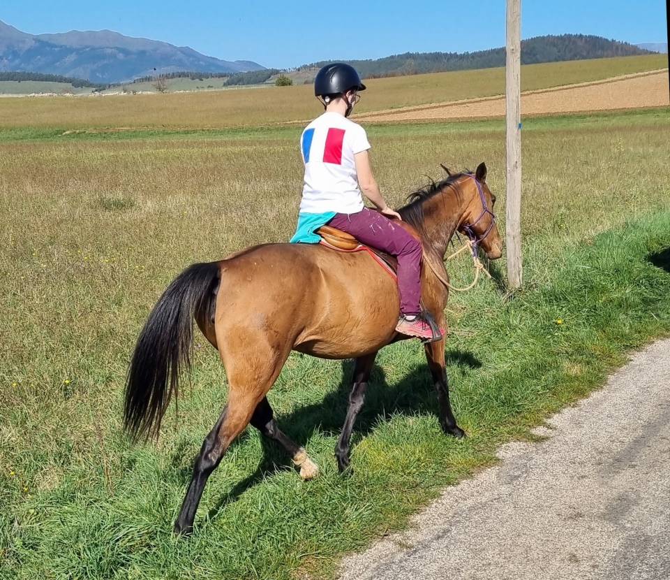 Yegua Akhal Teke En venta 2019 Bayo por Kemput AT