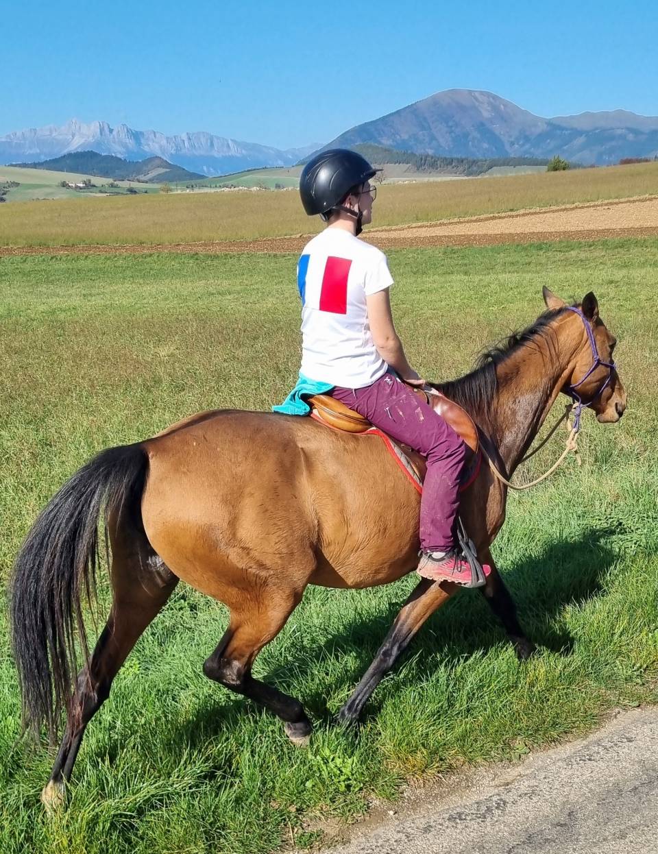 Yegua Akhal Teke En venta 2019 Bayo por Kemput AT