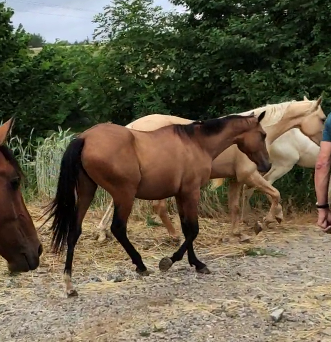 Yegua Akhal Teke En venta 2019 Bayo por Kemput AT