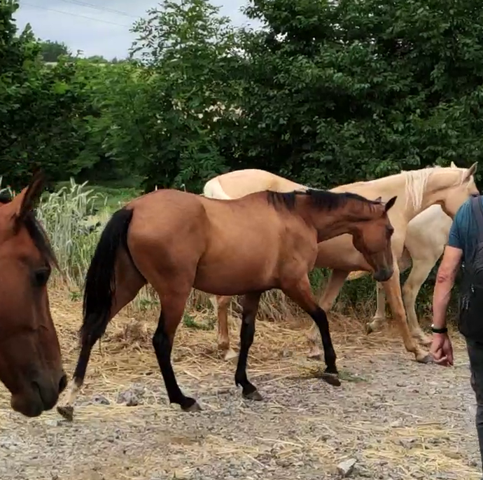Yegua Akhal Teke En venta 2019 Bayo por Kemput AT