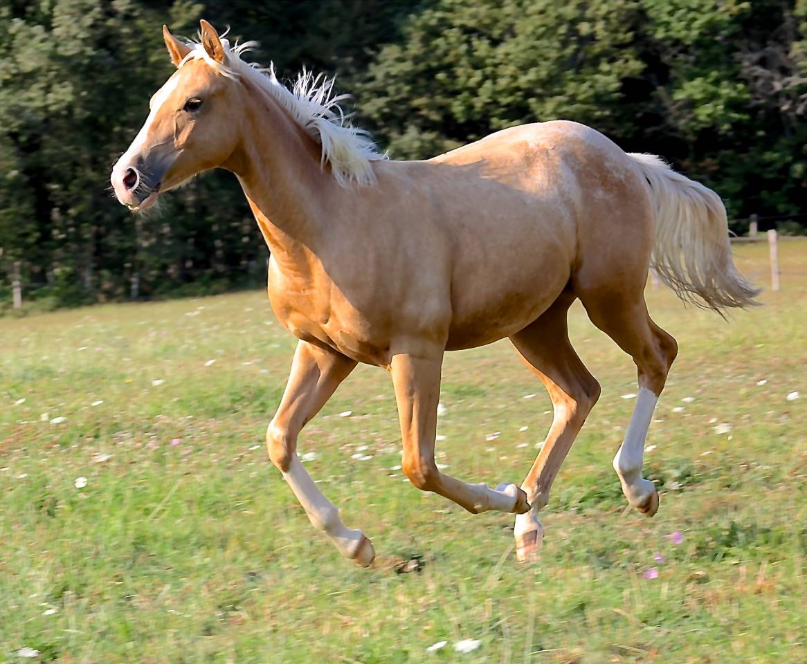Potro Appaloosa En venta 2020 Palomino por BOGIEPLATED JAC (ApHC)