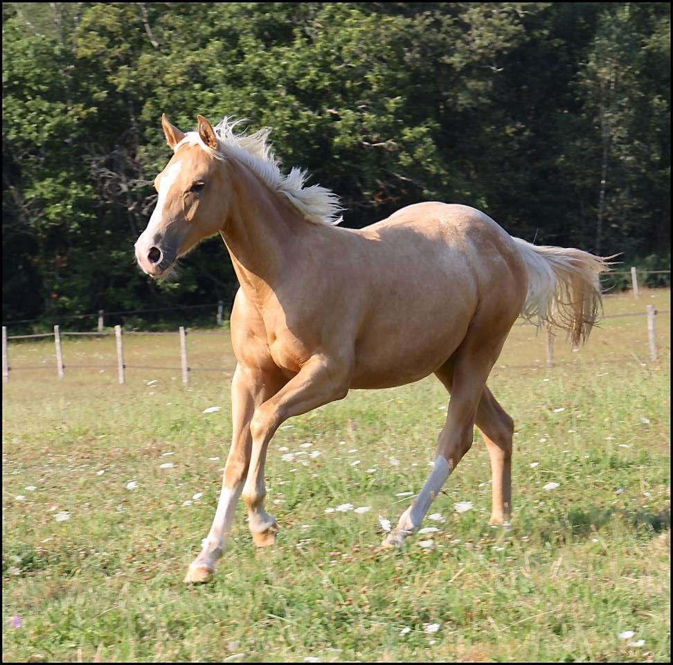 Potro Appaloosa En venta 2020 Palomino por BOGIEPLATED JAC (ApHC)
