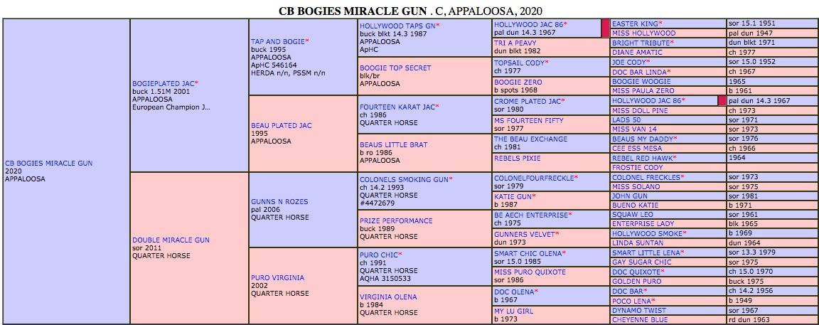 Potro Appaloosa En venta 2020 Palomino por BOGIEPLATED JAC (ApHC)