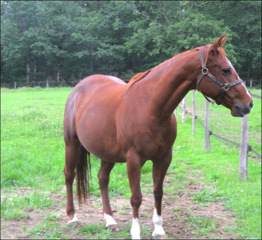 Potro Appaloosa En venta 2020 Palomino por BOGIEPLATED JAC (ApHC)