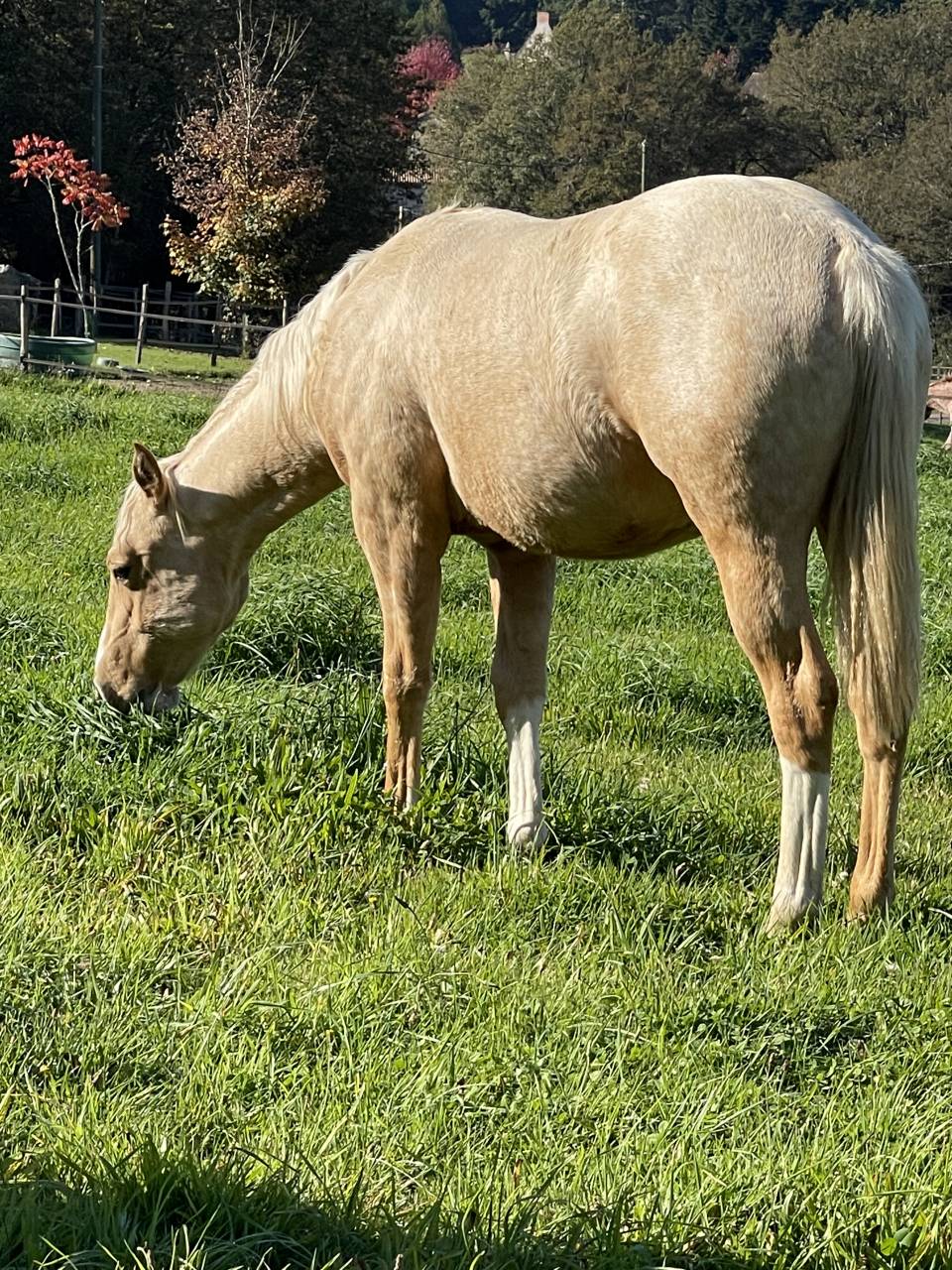 Potro Appaloosa En venta 2020 Palomino por BOGIEPLATED JAC (ApHC)