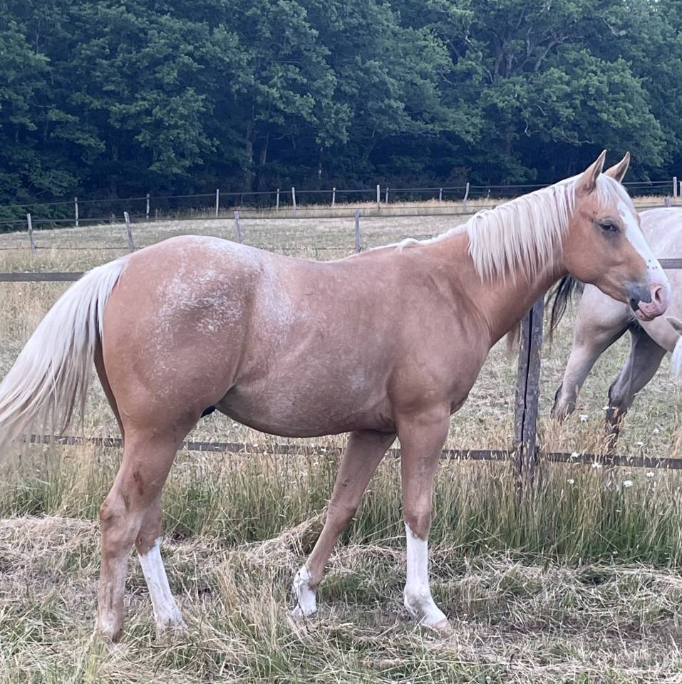 Potro Appaloosa En venta 2020 Palomino por BOGIEPLATED JAC (ApHC)