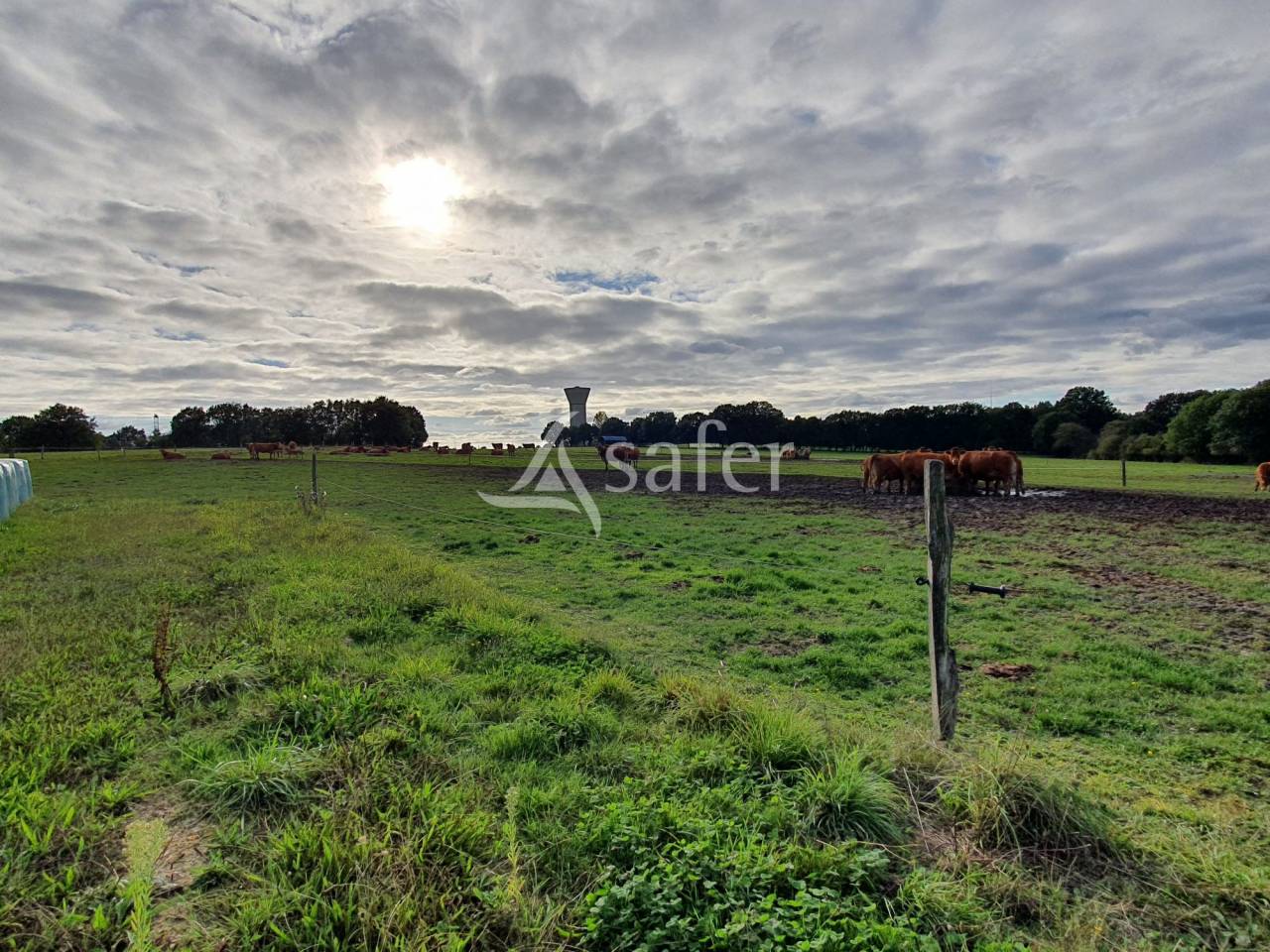 Explotación avícola En venta Sarthe