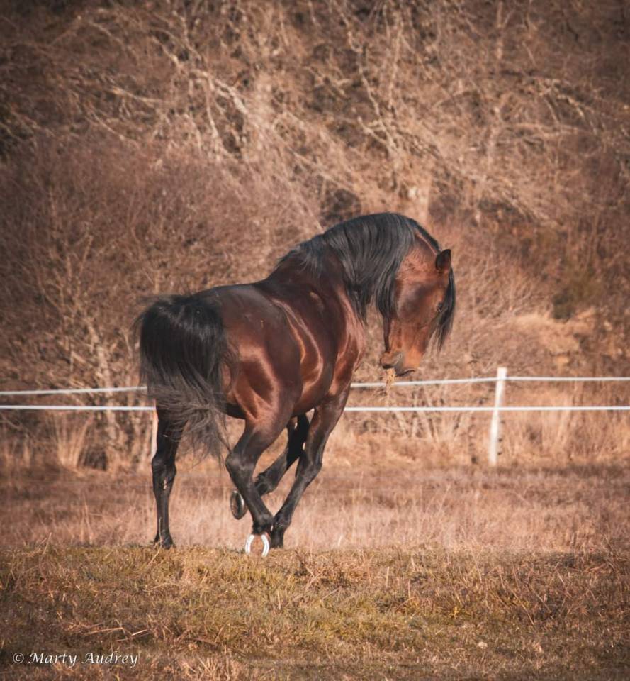 Amadeo de Ruyer - Lusitano 2010 por Borladero FLV