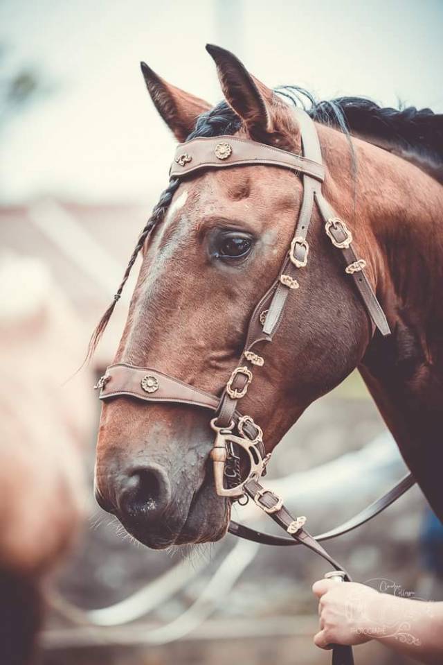 Amadeo de Ruyer - Lusitano 2010 por Borladero FLV