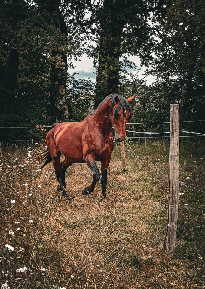 Amadeo de Ruyer - Lusitano 2010 por Borladero FLV