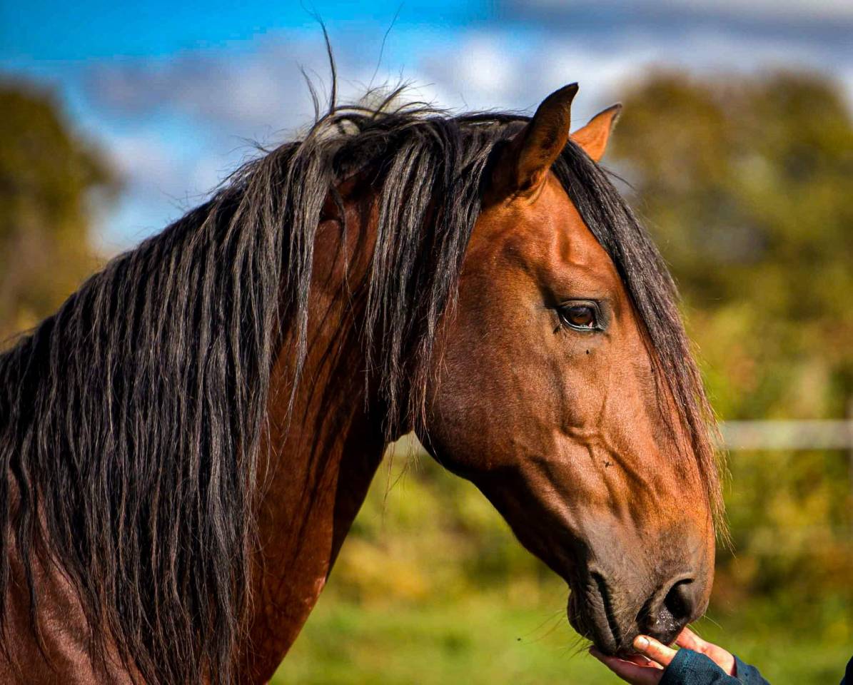 Amadeo de Ruyer - Lusitano 2010 por Borladero FLV
