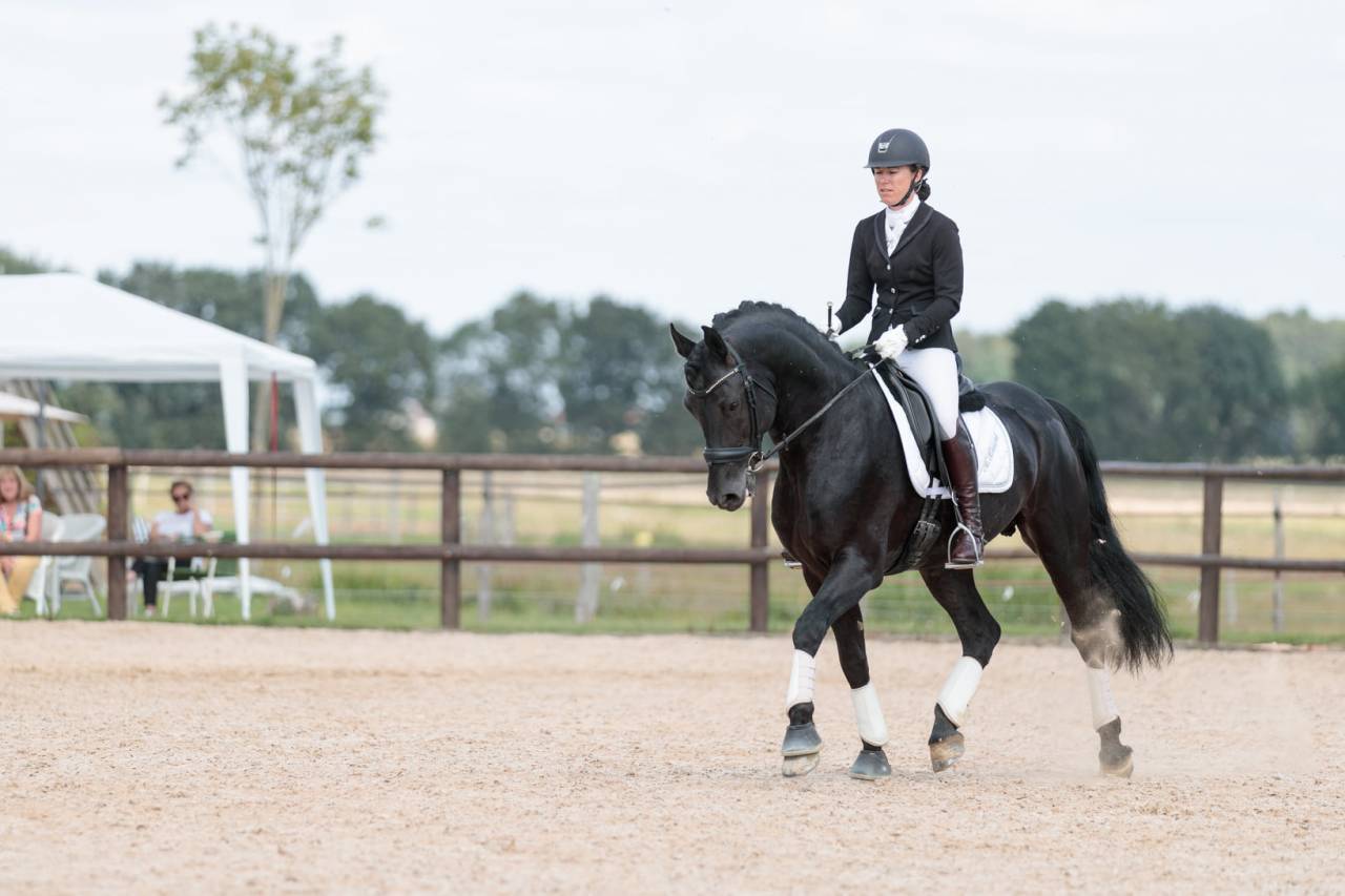 Wlahad des Brumières 029 - Arabo Frisón 2015 por Sinoan Bashhar Aswad