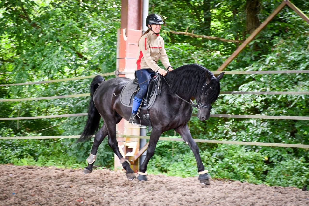 Wlahad des Brumières 029 - Arabo Frisón 2015 por Sinoan Bashhar Aswad