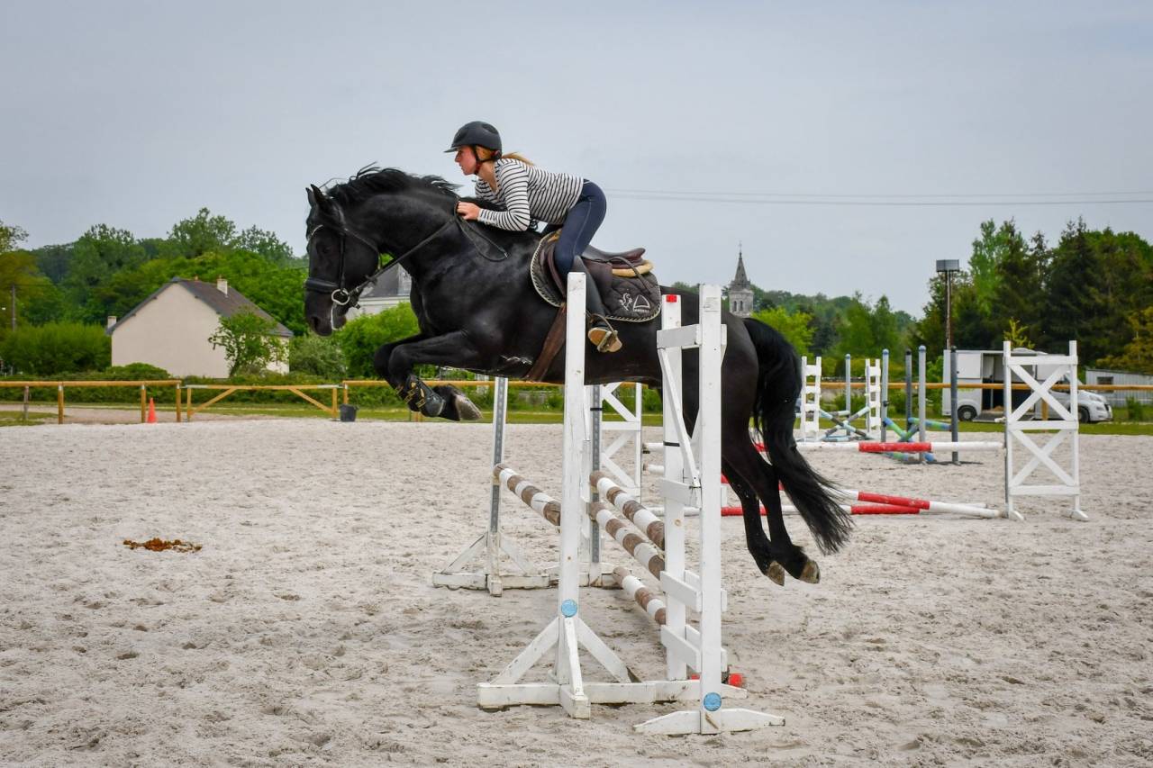 Wlahad des Brumières 029 - Arabo Frisón 2015 por Sinoan Bashhar Aswad