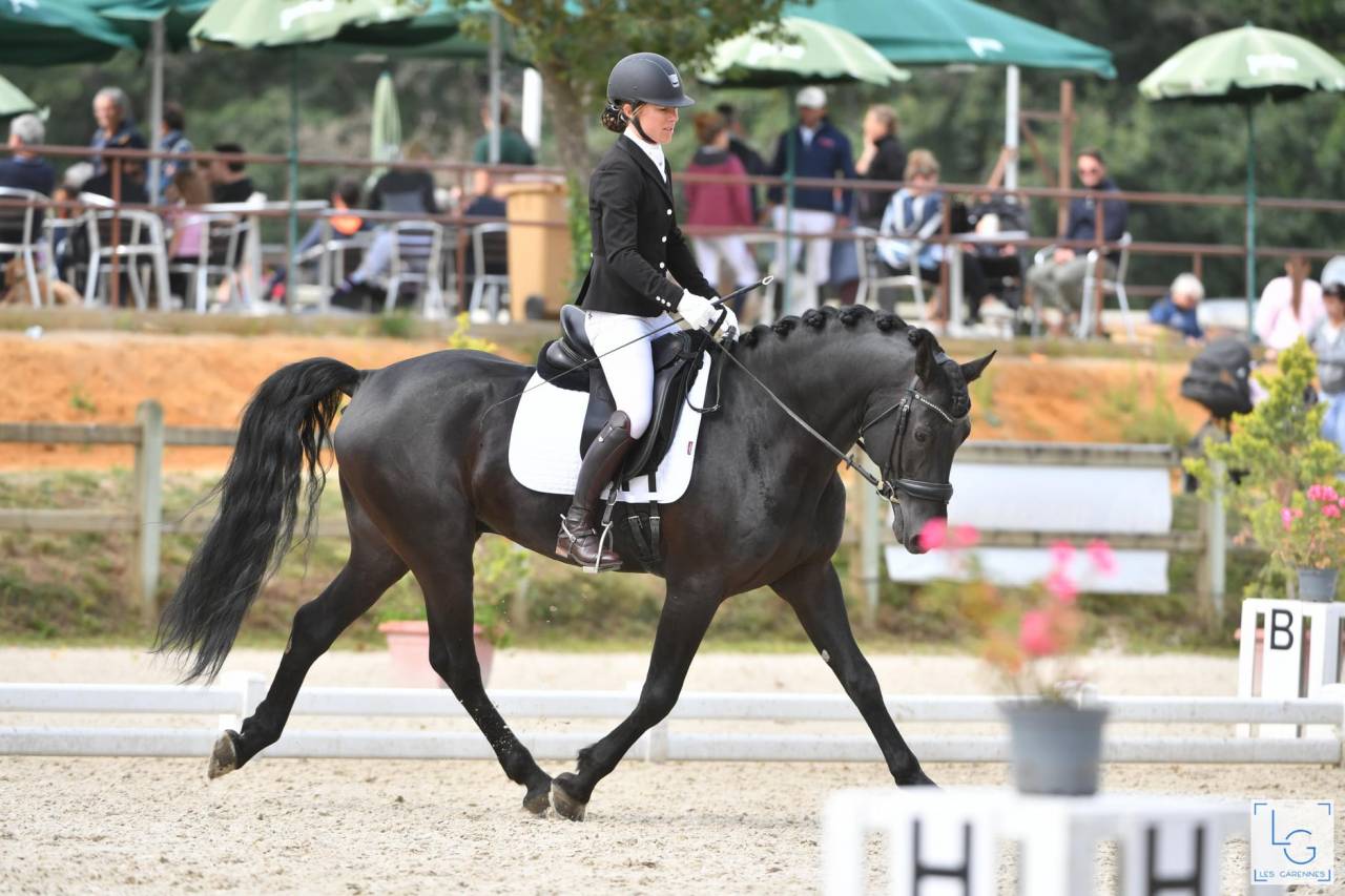 Wlahad des Brumières 029 - Arabo Frisón 2015 por Sinoan Bashhar Aswad