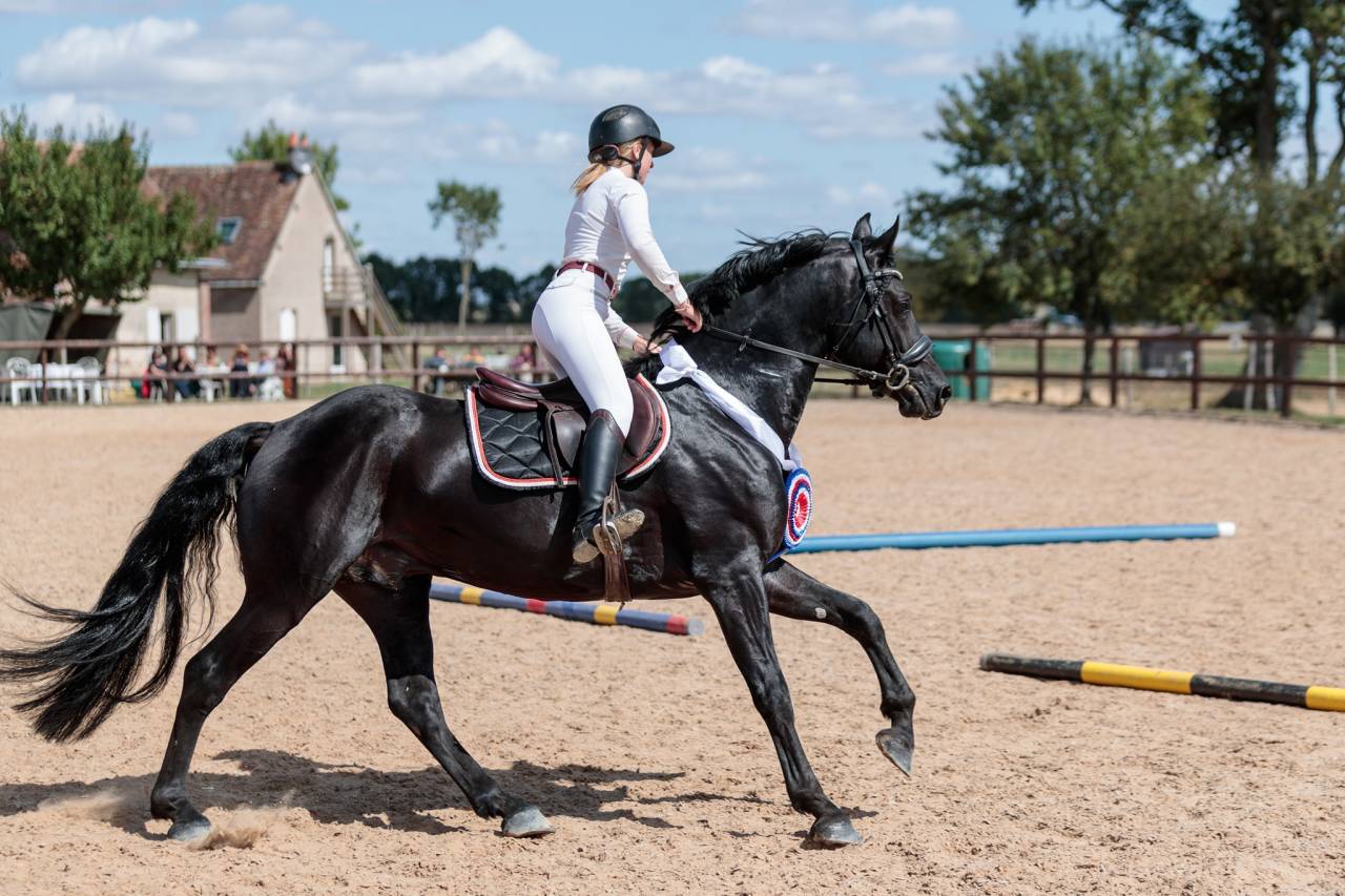 Wlahad des Brumières 029 - Arabo Frisón 2015 por Sinoan Bashhar Aswad