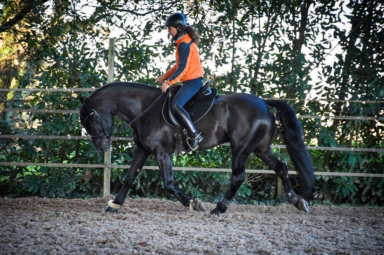 Wlahad des Brumières 029 - Arabo Frisón 2015 por Sinoan Bashhar Aswad