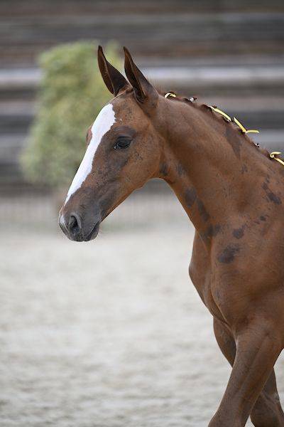 Potro Zangersheide En venta 2025 Alaz&aacute;n tostado por UNTOUCHABLE