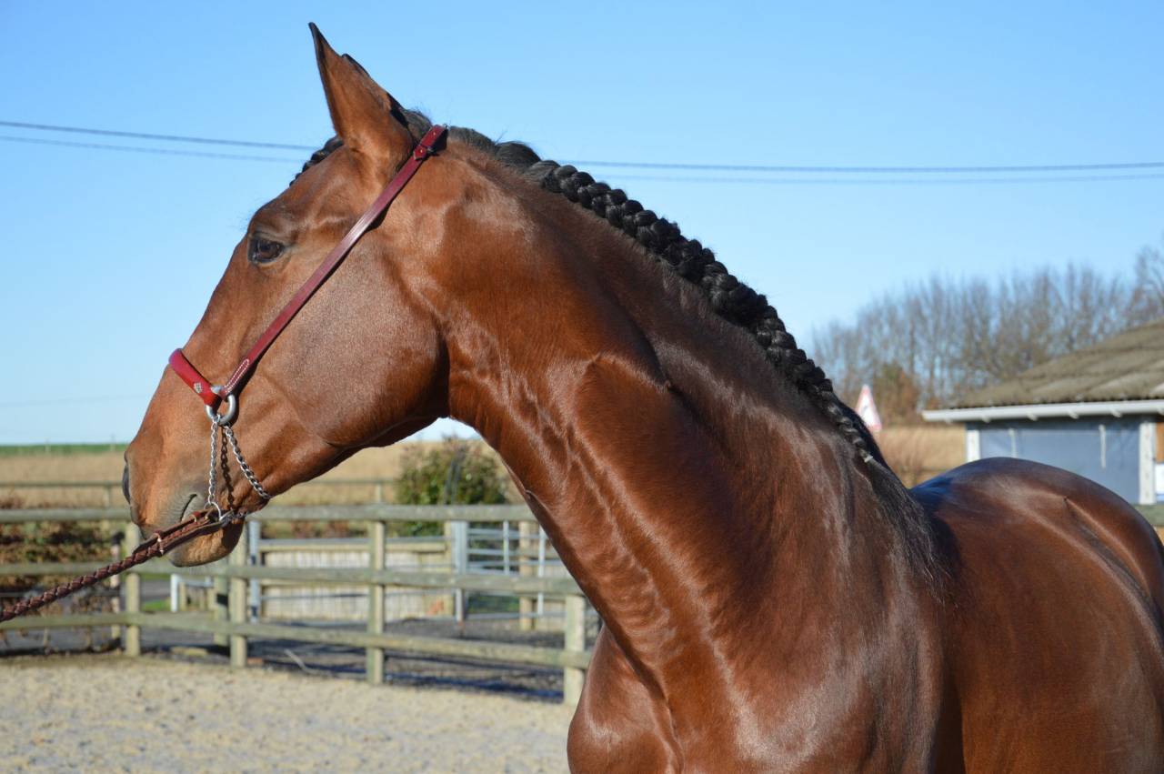 Caballo entero PRE Pura Raza Española En venta 2009 Bayo