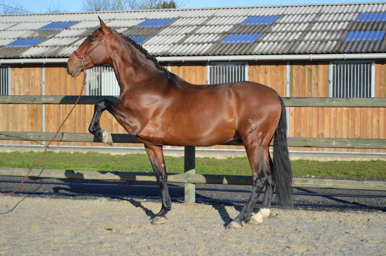 Caballo entero PRE Pura Raza Española En venta 2009 Bayo