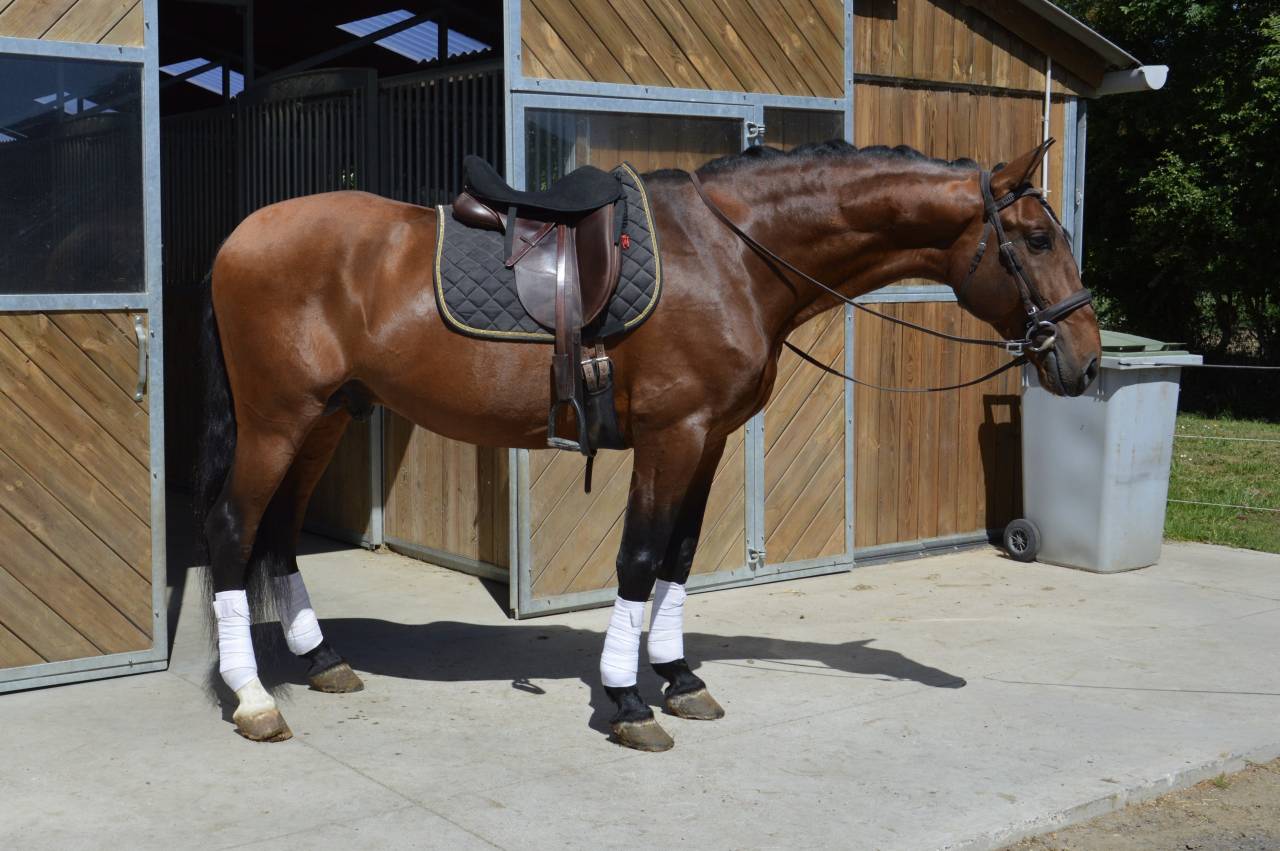 Caballo entero PRE Pura Raza Española En venta 2009 Bayo