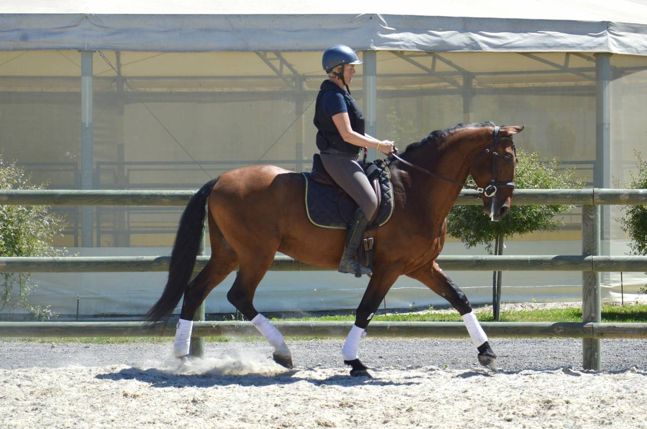 Caballo entero PRE Pura Raza Española En venta 2009 Bayo