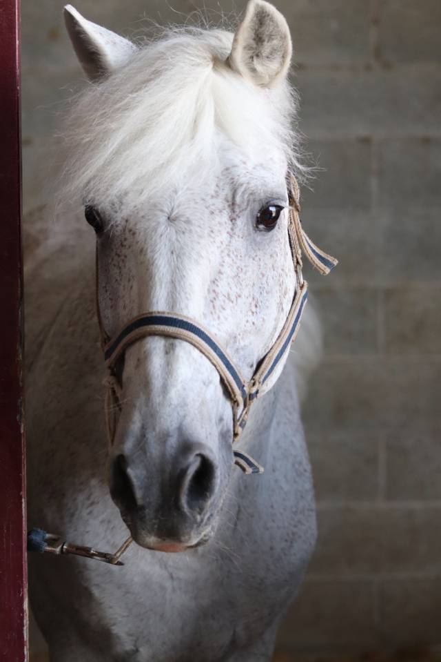 LAPSUS DE L'OCQ - New Forest 1999 por WILLOWAY GOOD AS GOLD (GB)