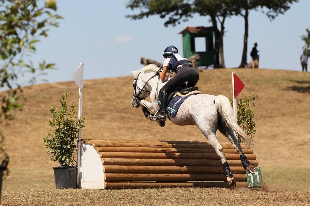 LAPSUS DE L'OCQ - New Forest 1999 por WILLOWAY GOOD AS GOLD (GB)