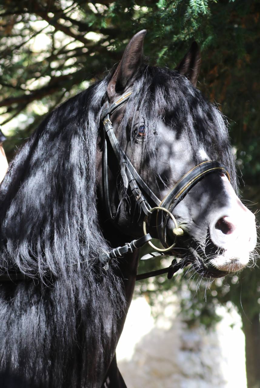 PUNTEADO II - PRE Pura Raza Española 2004 por Gereno II