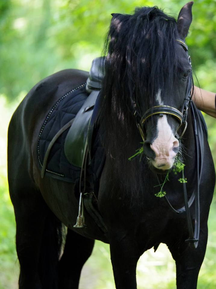 PUNTEADO II - PRE Pura Raza Española 2004 por Gereno II
