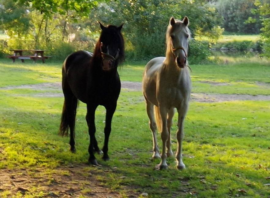 PUNTEADO II - PRE Pura Raza Española 2004 por Gereno II